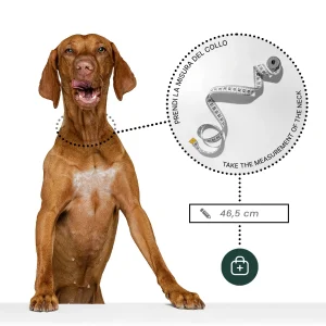 Dandy Street - shop online - accessori per cani Dandy Street - shop online - accessori per cani