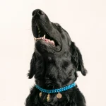 Dandy Street – shop online – accessori per cani e gatti – collane per cani e gatti -Accessori eleganti per animali domestici – Laika