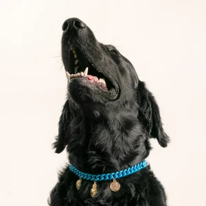 Dandy Street - shop online - accessori per cani e gatti - collane per cani e gatti -Accessori eleganti per animali domestici - Laika Dandy Street - shop online - accessori per cani e gatti - collane per cani e gatti -Accessori eleganti per animali domestici - Laika