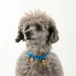 Dandy Street – shop online – accessori per cani e gatti – collane per cani e gatti -Accessori eleganti per animali domestici – Laika