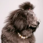 Dandy Street – shop online – accessori per cani e gatti – accessori per animali – Akoya