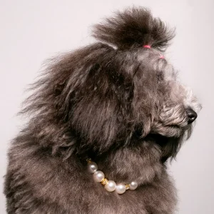 Dandy Street - shop online - accessori per cani e gatti - accessori per animali - Akoya Dandy Street - shop online - accessori per cani e gatti - accessori per animali - Akoya