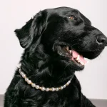 Dandy Street – shop online – accessori per cani e gatti – accessori per animali – Akoya