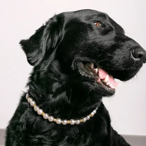 Dandy Street - shop online - accessori per cani e gatti - accessori per animali - Akoya Dandy Street - shop online - accessori per cani e gatti - accessori per animali - Akoya