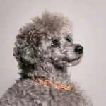 Dandy Street – shop online – accessori per cani e gatti – collane per cani e gatti -Accessori per cani grandi – Bingo