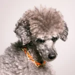 Dandy Street – shop online – accessori per cani e gatti – collane per cani e gatti -Accessori per cani piccoli – Hachiko