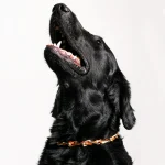 Dandy Street – shop online – accessori per cani e gatti – collane per cani e gatti -Accessori per cani piccoli – Hachiko