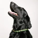 Dandy Street – shop online – accessori per cani e gatti – collane per cani e gatti -Accessori per gatti – Nerone