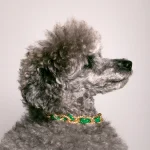 Dandy Street – shop online – accessori per cani e gatti – collane per cani e gatti -Accessori per gatti – Nerone