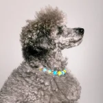 Dandy Street – shop online – accessori per cani e gatti – collane per cani e gatti – Collana elegante per cani – Milo