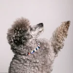 Dandy Street – shop online – accessori per cani e gatti – collane per cani e gatti – Collana elegante per gatti – Yoda