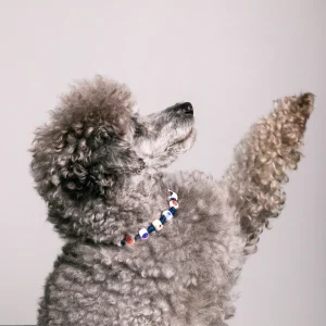 Dandy Street - shop online - accessori per cani e gatti - collane per cani e gatti - Collana elegante per gatti - Yoda Dandy Street - shop online - accessori per cani e gatti - collane per cani e gatti - Collana elegante per gatti - Yoda