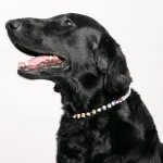 Dandy Street – shop online – accessori per cani e gatti – collane per cani e gatti – Collana elegante per gatti – Yoda