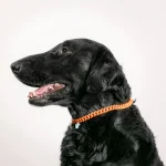 Dandy Street – shop online – accessori per cani e gatti – collane per cani e gatti – collana per animali – Asha