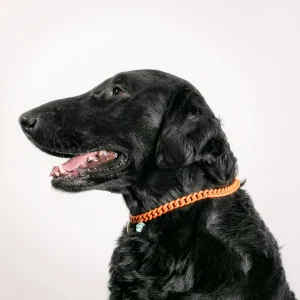 Dandy Street - shop online - accessori per cani e gatti - collane per cani e gatti - collana per animali - Asha Dandy Street - shop online - accessori per cani e gatti - collane per cani e gatti - collana per animali - Asha