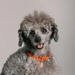 Dandy Street – shop online – accessori per cani e gatti – collane per cani e gatti – collana per animali – Asha