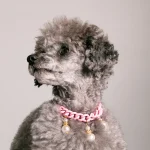 Dandy Street – shop online – accessori per cani e gatti – collane per cani e gatti – collana per animali domestici – Lassie