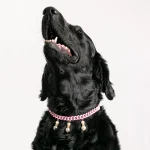 Dandy Street – shop online – accessori per cani e gatti – collane per cani e gatti – collana per animali domestici – Lassie