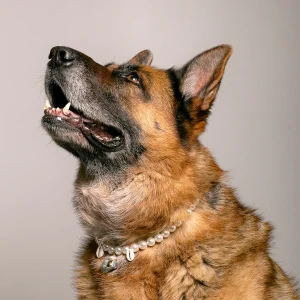 Dandy Street - shop online - accessori per cani e gatti - collane per cani e gatti - collana per cani - Conky Dandy Street - shop online - accessori per cani e gatti - collane per cani e gatti - collana per cani - Conky