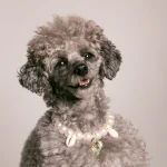 Dandy Street – shop online – accessori per cani e gatti – collane per cani e gatti – collana per cani – Conky