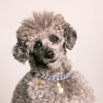 Dandy Street – shop online – accessori per cani e gatti – collane per cani e gatti – collana per cani grandi – Rum