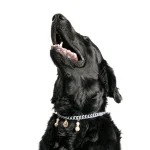 Dandy Street – shop online – accessori per cani e gatti – collane per cani e gatti – collana per cani grandi – Rum