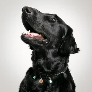 Dandy Street - shop online - accessori per cani e gatti - collane per cani e gatti - collana per cani piccoli - Cody Dandy Street - shop online - accessori per cani e gatti - collane per cani e gatti - collana per cani piccoli - Cody