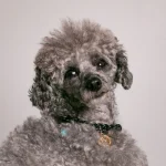 Dandy Street – shop online – accessori per cani e gatti – collane per cani e gatti – collana per cani piccoli – Cody