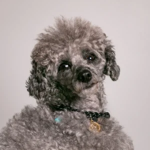 Dandy Street - shop online - accessori per cani e gatti - collane per cani e gatti - collana per cani piccoli - Cody Dandy Street - shop online - accessori per cani e gatti - collane per cani e gatti - collana per cani piccoli - Cody