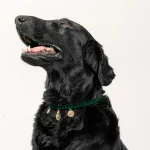 Dandy Street – shop online – accessori per cani e gatti – collane per cani e gatti – collana per gatti – Marley