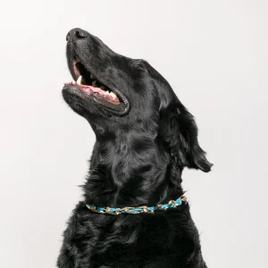 Dandy Street - shop online - accessori per cani e gatti - collane per cani e gatti - Collane per amici a 4 zampe - Balto Dandy Street - shop online - accessori per cani e gatti - collane per cani e gatti - Collane per amici a 4 zampe - Balto