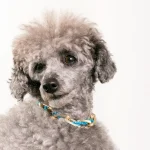 Dandy Street – shop online – accessori per cani e gatti – collane per cani e gatti – Collane per amici a 4 zampe – Balto
