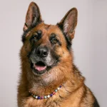 Dandy Street – shop online – accessori per cani e gatti – collane per cani e gatti – gioiello per cani grandi – Zeus