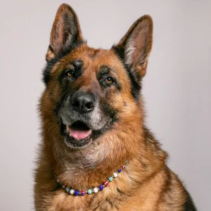 Dandy Street - shop online - accessori per cani e gatti - collane per cani e gatti - gioiello per cani grandi - Zeus Dandy Street - shop online - accessori per cani e gatti - collane per cani e gatti - gioiello per cani grandi - Zeus