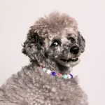 Dandy Street – shop online – accessori per cani e gatti – collane per cani e gatti – gioiello per cani grandi – Zeus