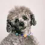 daDandy Street – shop online – accessori per cani e gatti – collane per cani e gatti – gioiello per cani piccoli – Beethovenndy-street-shop-online-accessori-cani-gatti-gioiello-per-cani-piccoli-beethoven-01