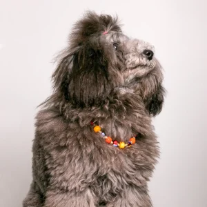 Dandy Street - shop online - accessori per cani e gatti - collane per cani e gatti - gioiello per gatti - Scooby Dandy Street - shop online - accessori per cani e gatti - collane per cani e gatti - gioiello per gatti - Scooby