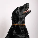 Dandy Street – shop online – accessori per cani e gatti – collane per cani e gatti – gioiello per gatti – Scooby