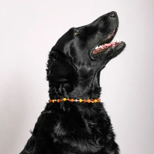 Dandy Street - shop online - accessori per cani e gatti - collane per cani e gatti - gioiello per gatti - Scooby Dandy Street - shop online - accessori per cani e gatti - collane per cani e gatti - gioiello per gatti - Scooby