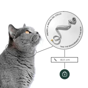 Dandy Street - shop online - accessori per gatti Dandy Street - shop online - accessori per gatti